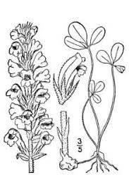 Plants Profile for Orobanche minor (hellroot)