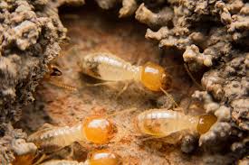 Origin Exterminators Termites In Garden
