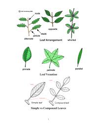 leaf venation simple vs compound leaves