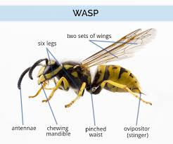 Wasp Hornet Identification What Does A Wasp Look Like