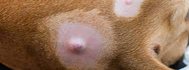 lumps and ps on your dog s skin