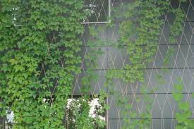 cable trellis the perfect green wall