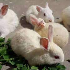 Rabbit - Rabbit - Buy and Sell Pets in Rawalpindi, Pakistan