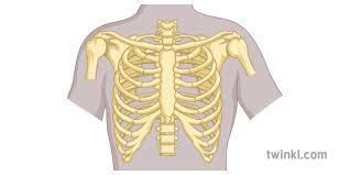 Rib cages are corpse parts that are used to obtain the base forms of part 7 stands. Rib Cage Diagram Science Secondary Illustration Twinkl
