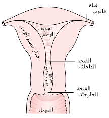 جوف الرحم - ويكيبيديا