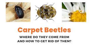 carpet beetle where do they come from