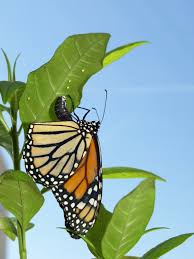 as milkweed disappears monarchs are
