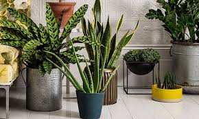 Las plantas que irán en el interior de la sala deben de estar en macetas. Plantas De Interior Ideas Y Consejos Para Usarlas En Decoracion