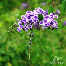 Fortunately, there are a small number of flowering shrubs that deer typically leave alone. Duranta Repens Geisha Girl Australian Plants Online
