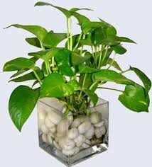 indoor water plants money plant