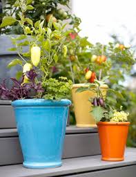 19 Vegetable Container Garden Ideas