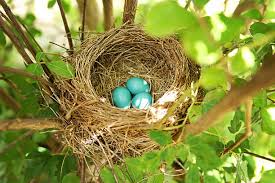 Синий Robin Яйца В Гнездо — стоковые фотографии и другие картинки Птичье  гнездо - Птичье гнездо, Гнездо животного, Яйцо животного - iStock