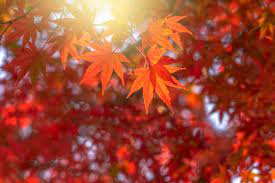 The fall (autumnal) equinox in the northern hemisphere is the spring (vernal) equinox in the southern hemisphere. When Is The First Day Of Fall 2021 When Is The Fall Equinox 2021