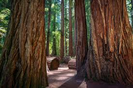 redwood national state parks