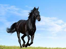 Horse Nature Wallpapers - Top Free ...