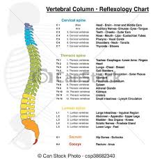 Vertebral Column Reflexology Chart