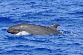 Whale And Dolphin Species Guide Whale Dolphin