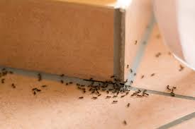 how are ants getting in my house