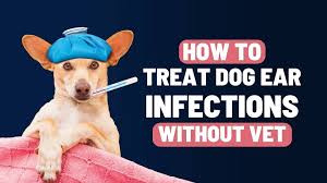 treat dog ear infection without vet