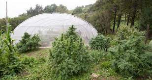 best cans seeds for outdoor growing