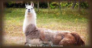 meaning llama alpaca spirit totem