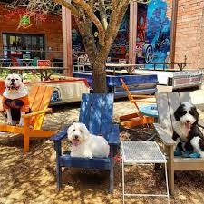 10 dog friendly bars in houston unation
