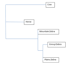 Plains Zebra Bio 203