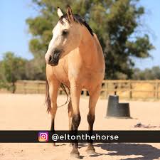 I have a buckskin and the saddle is a hereford that is dark brown and very good on her. 5 Shocking Facts About The Buckskin Horse Prohorse