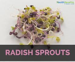 radish sprouts facts health benefits