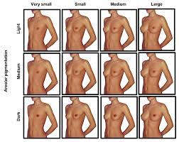 Breast size comparison nude