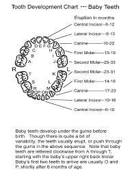 Baby Tooth Development Chart Free Download