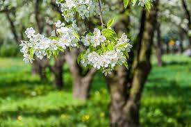 Fruit Tree Spacing How Far Apart To