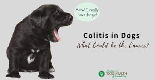 dog colitis symptoms causes and