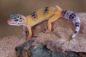 leopard geckos for beginners fear
