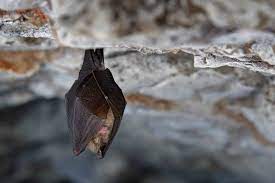 How to Get Rid of Bats in Your Home & Yard: The Ultimate Guide (2023)