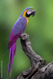 blue macaw parrot bird perching