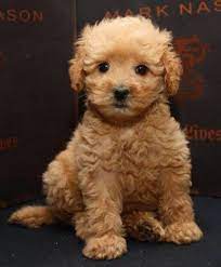 For your cavapoo puppy, feed them 1 cup of kibble plus an additional 200 calories per day. Cavapoo Puppies For Sale Michigan
