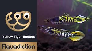 Endler's livebearers look a lot like guppies, which is a closely related species. Yellow Tiger Endlers Guppies Hybrid Endler Guppy Fish Tank Youtube