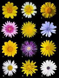 The etymology of flowers has indeed survived, shifted, and grown there is a beautiful correlation between a flower's physical attributes and the meaning it takes possession of. Asteraceae Wikipedia