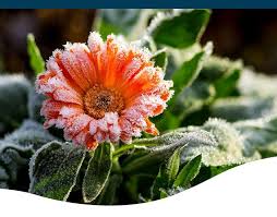 Ted Lare Garden Center Frost On