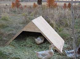 Build Duck Coop Pet Ducks