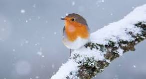 Welche Vogel sind im Winter bei uns?