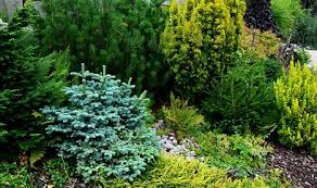 Pnw Garden Conifers Frontier Tree Service