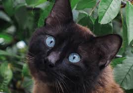 black siamese cat does this breed