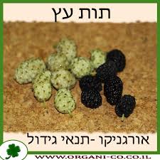 Image result for ‫תות עץ‬‎