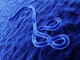 The telegraph, 01 июня 2020. Eccmid19 Immune Response To Ebola 2 Years Post Infection Could Provide Clues For Vaccine Development Infectious Diseases Hub