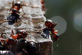 natural ways to get rid of ants