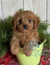 They have low shedding, a sweet, round face with floppy ears. Available Cavapoo Puppies Dogs For Adoption Puppies For Sale