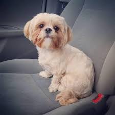 She turned out to be exactly the right size; The Adorable Maltese Shih Tzu Aka Malshi Is About To Win You Over Animalso