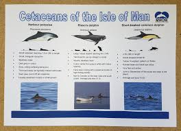 Cetacean Id Chart
